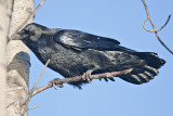 Raven on a tree branch
