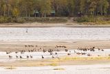 Geese on sandbar in front of Charles Island