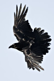 Raven turning in flight