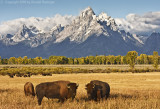 Bison on the Plain