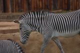 Zebras, Zoo, 10-12-2006 (#3366)