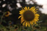 20080624_194923_nbs_d80.jpg