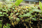 Visite du conservatoire-jardin botanique national des Mascarins