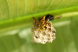 Photo prise dans le jardin des chambres dhtes Cazocane