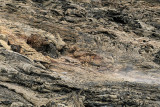 Ile de la Runion - Sur la coule de lave davril 2007, toujours chaude et fumante !