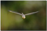 Dragon Fly_0370.jpg