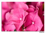 5/13 - Pink