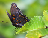 Red spotted Admiral2.jpg