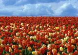 Tulips in Washington State