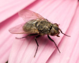 Fly on pink flower 5029 (V69)