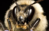 Bee on lavender 4819 100 crop (V68)