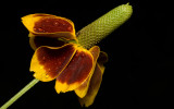 Flower w raindrops 4838.jpg