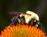 Bee on coneflower 4968 (V69)