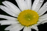 Daisy w raindrops 5216 (V69)