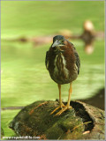 Green Heron 29