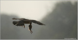 Peregrine Falcon with some Breakfast 38