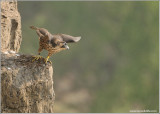 Peregrine Falcon Lift Off into the Mist 40