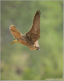 Peregrine Falcon Lift Off into the Mist 43