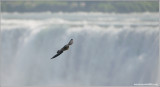 Peregrine Falcon over Niagara 48