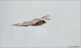 Peregrine Falcon in Flight 49