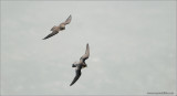 Young Peregrines in Chase 51