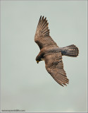 Peregrine Falcon in Flight 52
