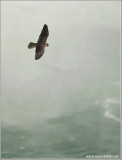 Peregrine Falcon over Niagara 58