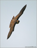Peregrine Falcon in Flight 63