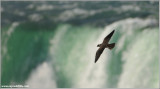 Peregrine Falcon in Flight 64