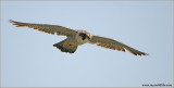 Peregrine Falcon in Flight 66