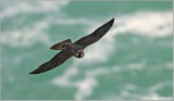 Peregrine Falcon in Flight 68