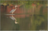 Great Blue Heron 85
