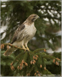 Red-tailed Hawk 198