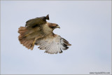 Red-tailed Hawk 202