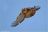 Red-tailed Hawk in Flight 204