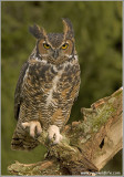 Great-horned Owl   (captive)