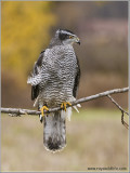 Dions Male Goshawk 