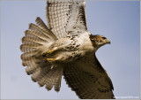 Red-tailed Hawk  212