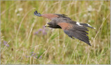 Harriss Hawk (captive)