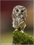 Saw-whet Owl ... Captive