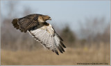 DSC_6813 Red-tailed in Flight web.jpg