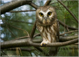 Saw-whet  Owl