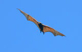 Giant Fruit Bat in Flight 1