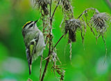Golden Crowned Kinglet about to be snared 5