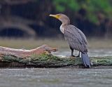 Double-Crested Cormorant 4