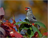 Cedar Waxwing 2