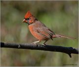 Male Northern Cardinal 9