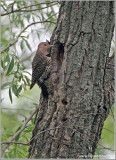 Northern Flicker 3