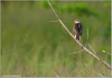 Eastern Meadowlark 2