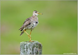 Upland Sandpiper